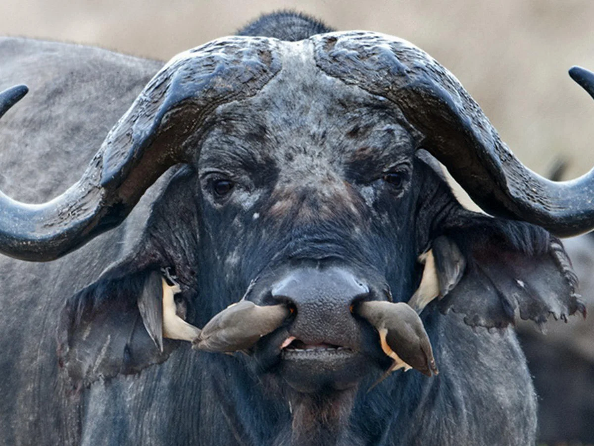 Самка буйвола